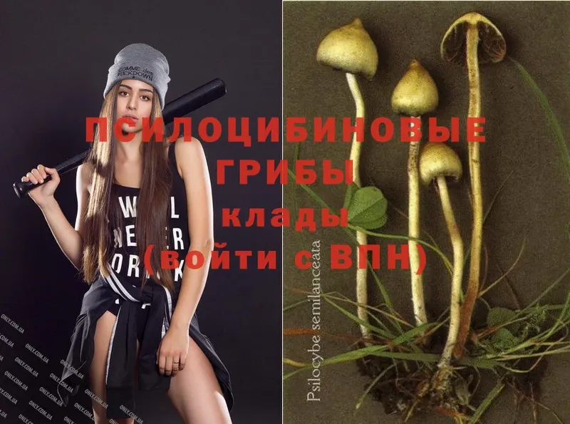 Галлюциногенные грибы Magic Shrooms  где продают   Приволжск 